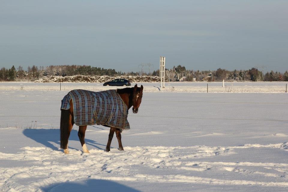 Arabisk fuldblod (OX) Amani. - Fotograf: Carina Jespersen. ♥ billede 6