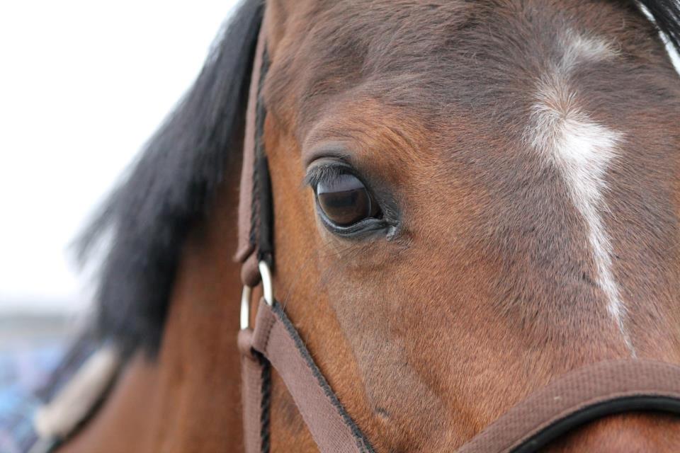 Arabisk fuldblod (OX) Amani. - Fotograf: Karoline Ryberg Kristensen. ♥ billede 12