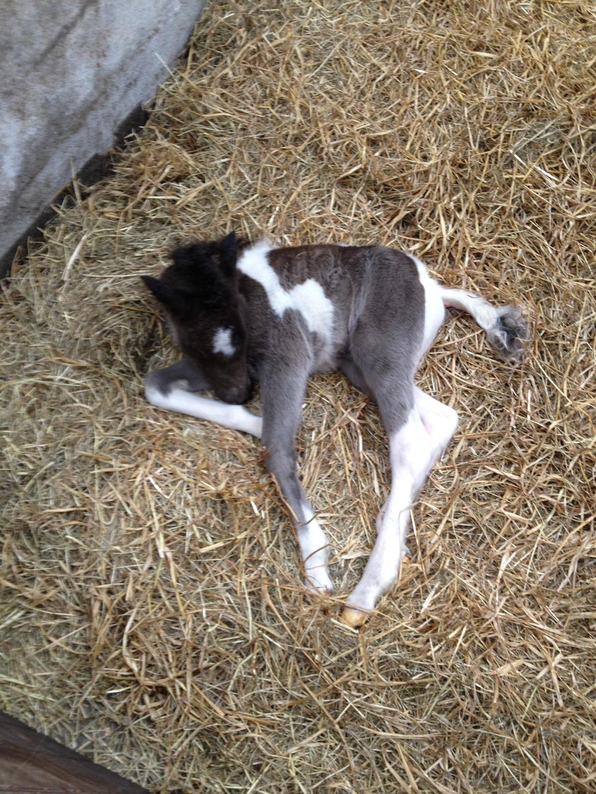 Anden særlig race Perle billede 9