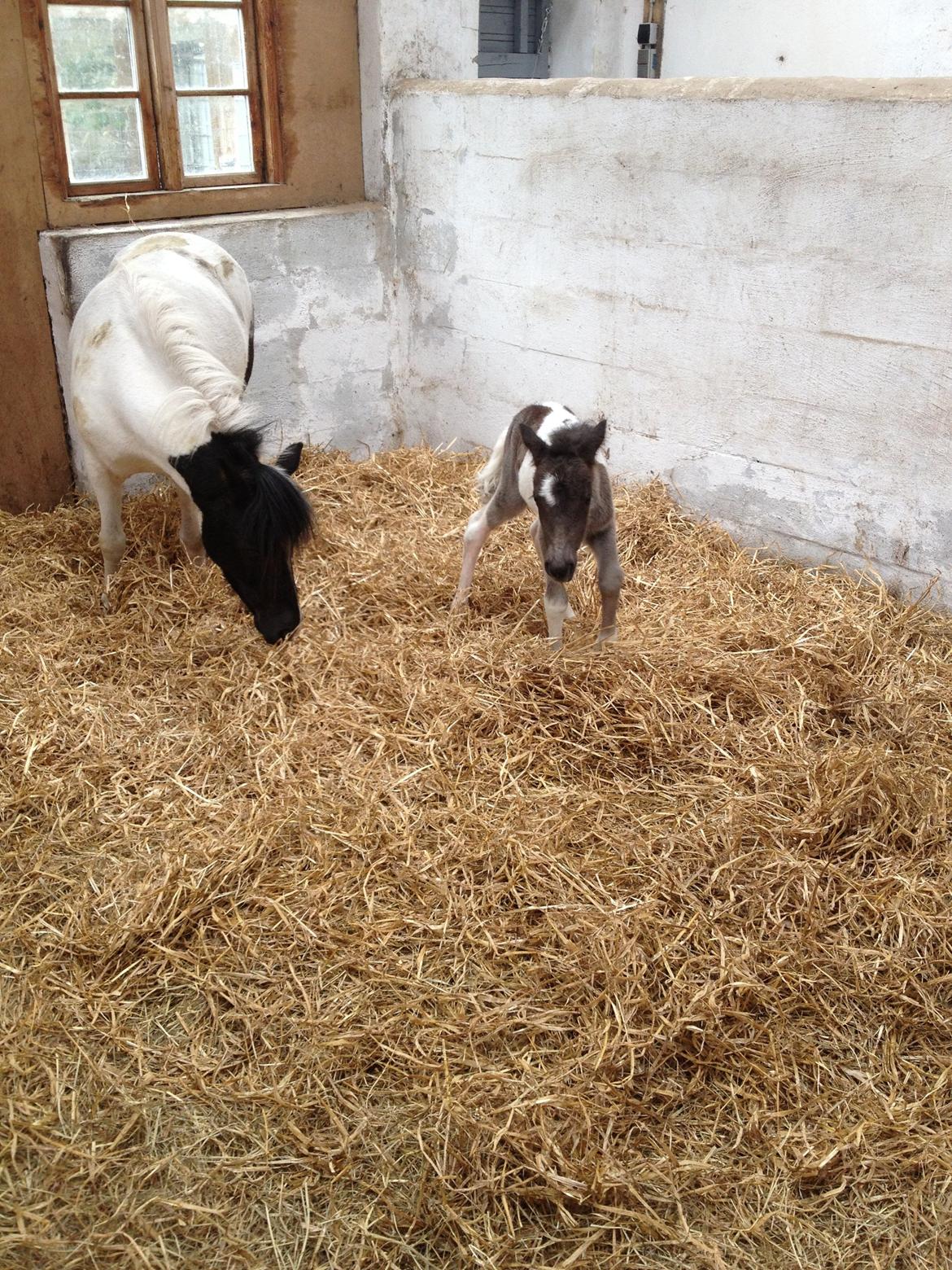 Anden særlig race Perle billede 11