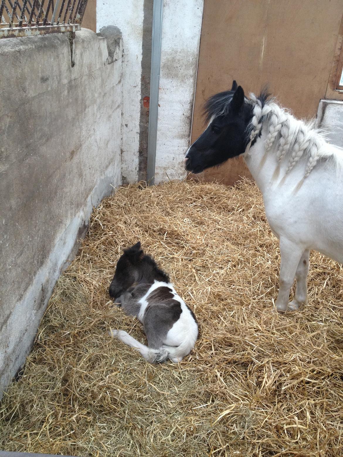 Anden særlig race Perle billede 12
