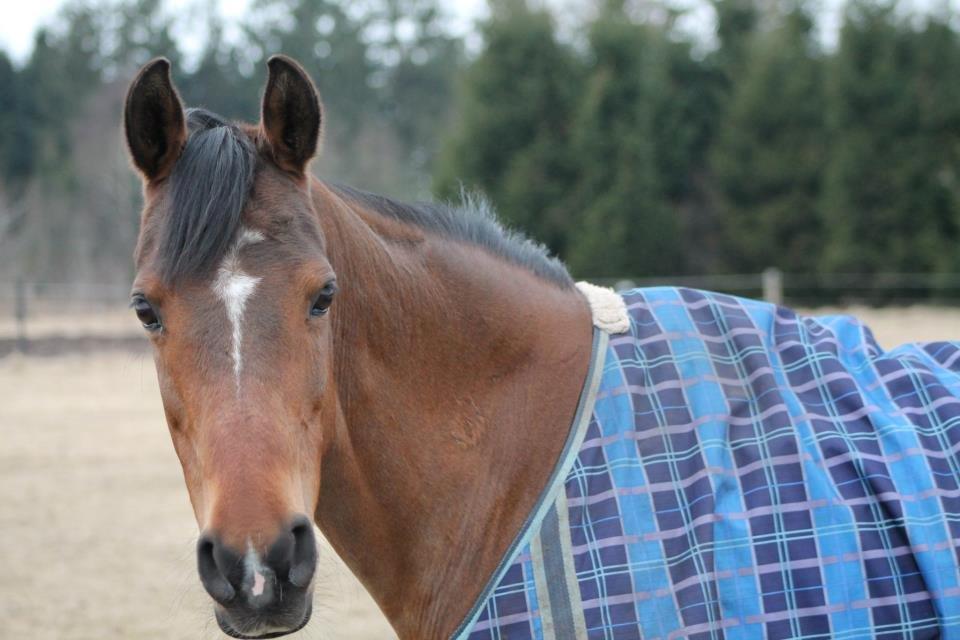 Arabisk fuldblod (OX) Amani. - Fotograf: Karoline Ryberg Kristensen. ♥ billede 16