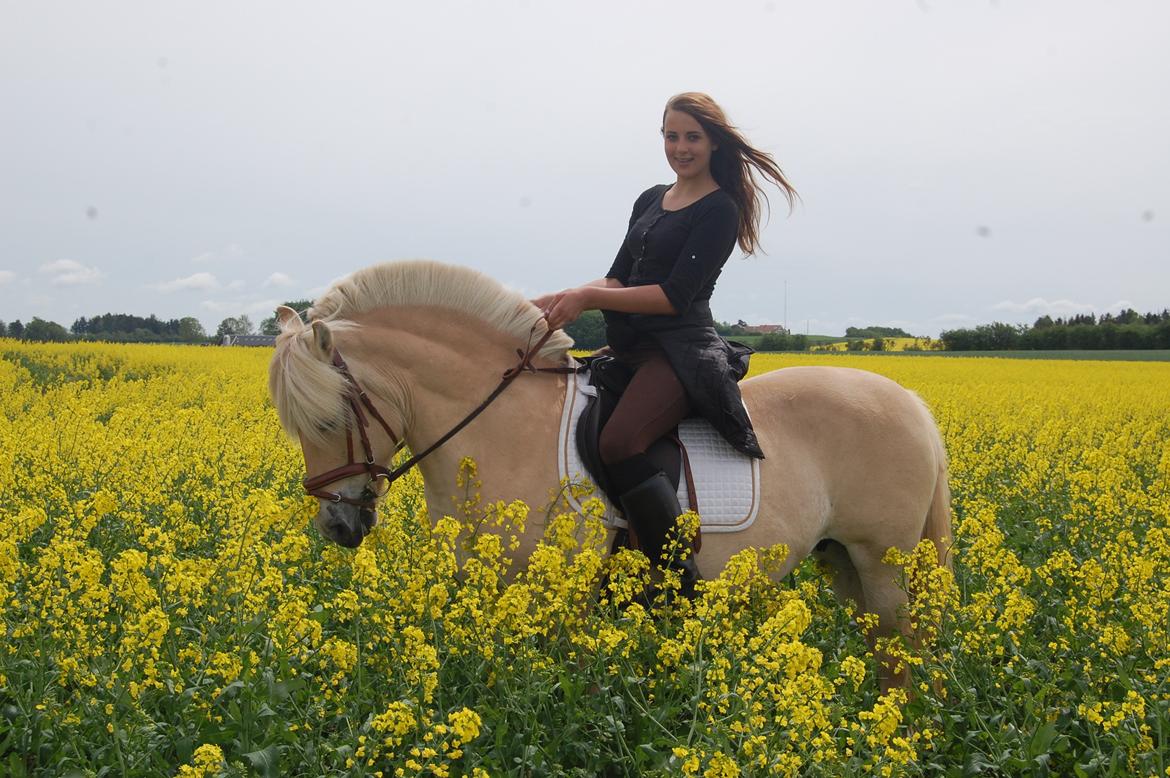 Fjordhest Røskva billede 7