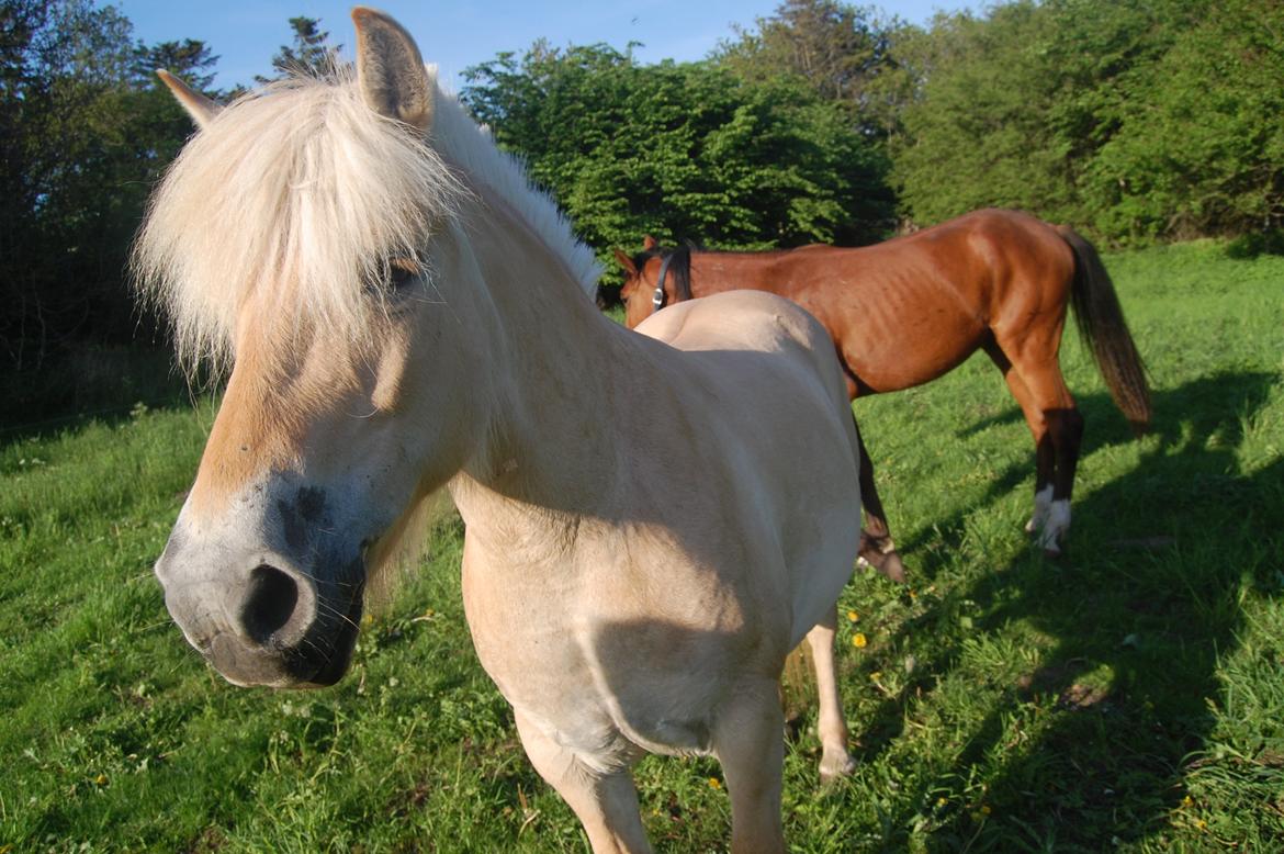 Fjordhest Røskva billede 10