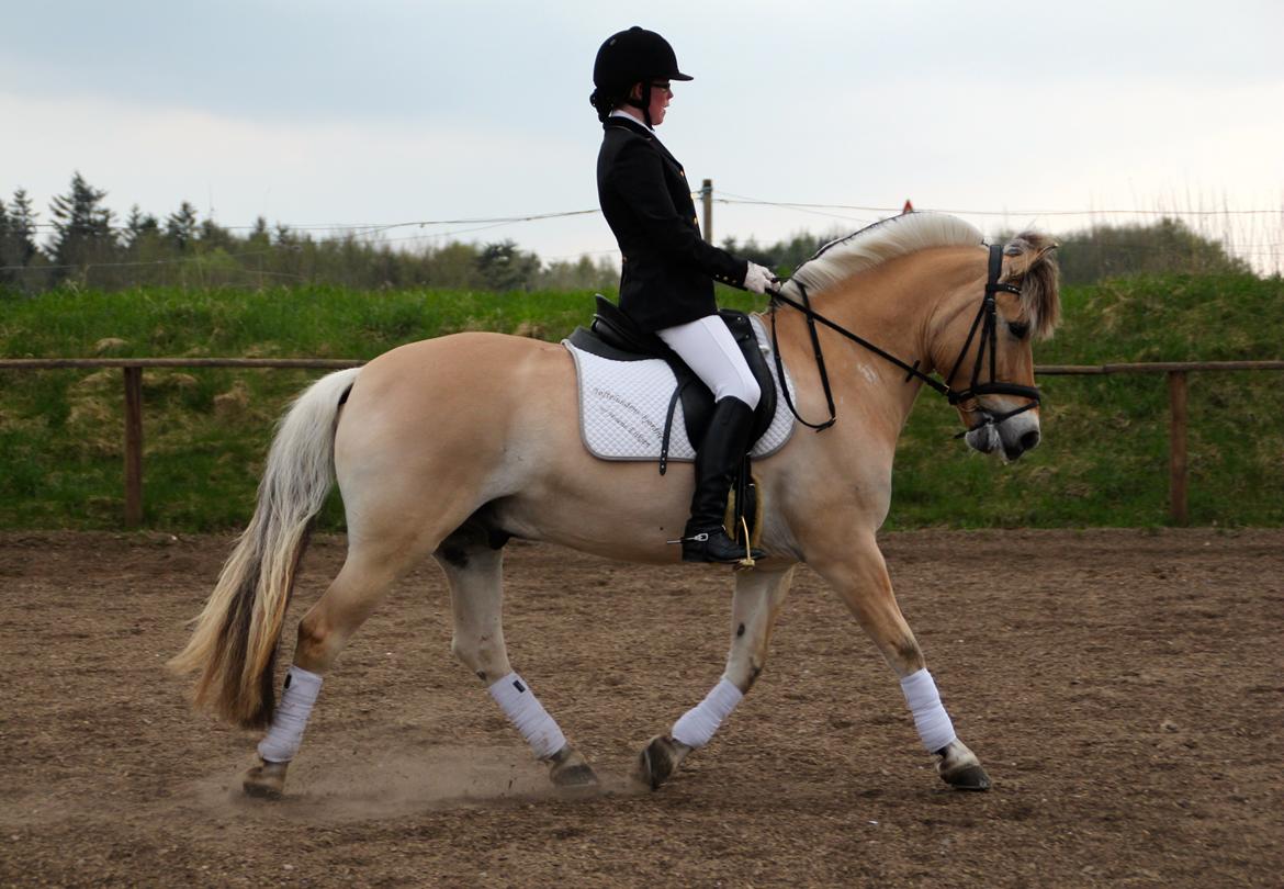 Fjordhest Campari aka. Nullergøjser<3 - Birkens kristihimmelfarts stævne 2013 - LA1- Foto: Skov Foto billede 13