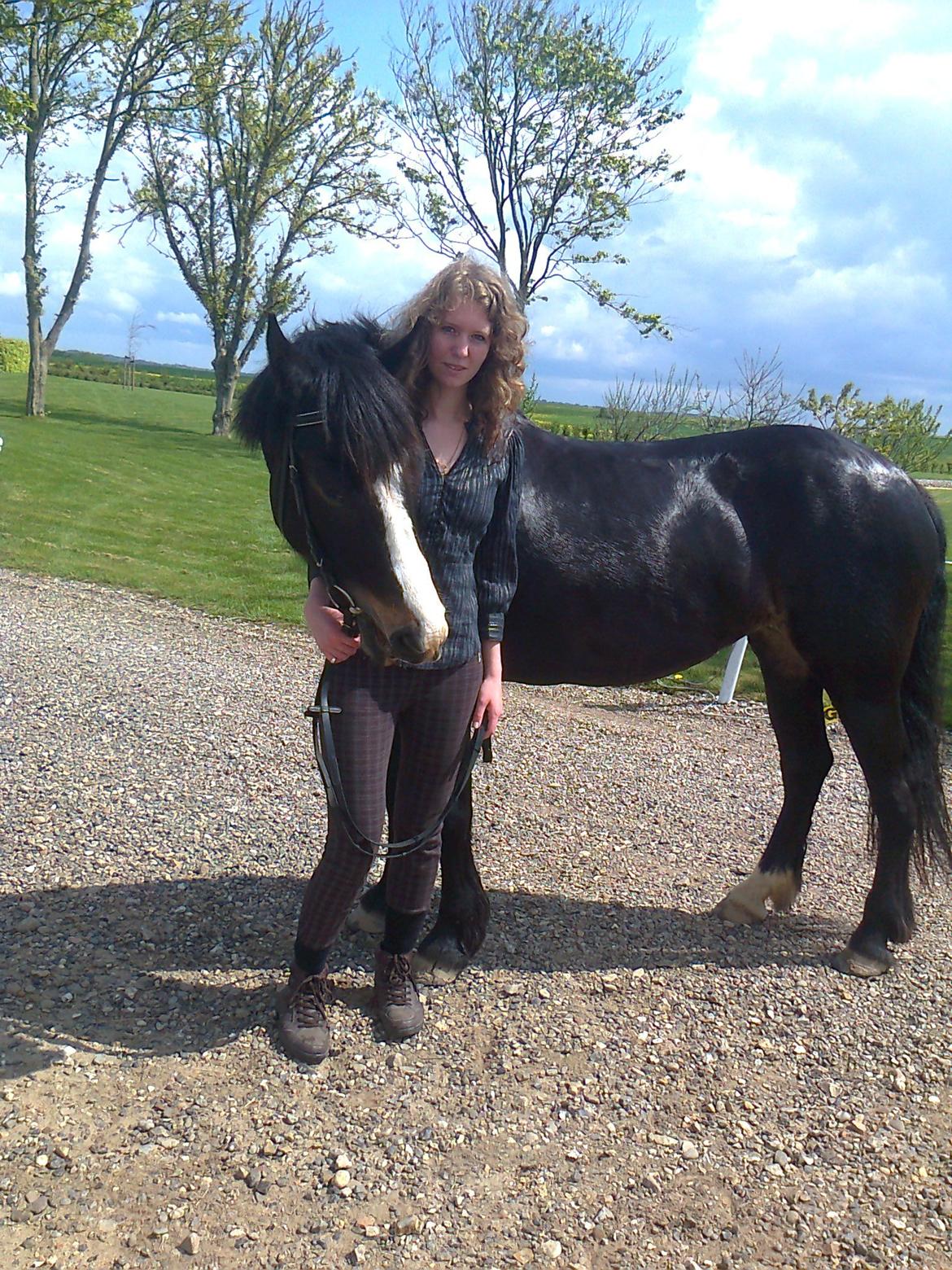 Koldblodstraver Bella - efter vores første ridetur <3 billede 1