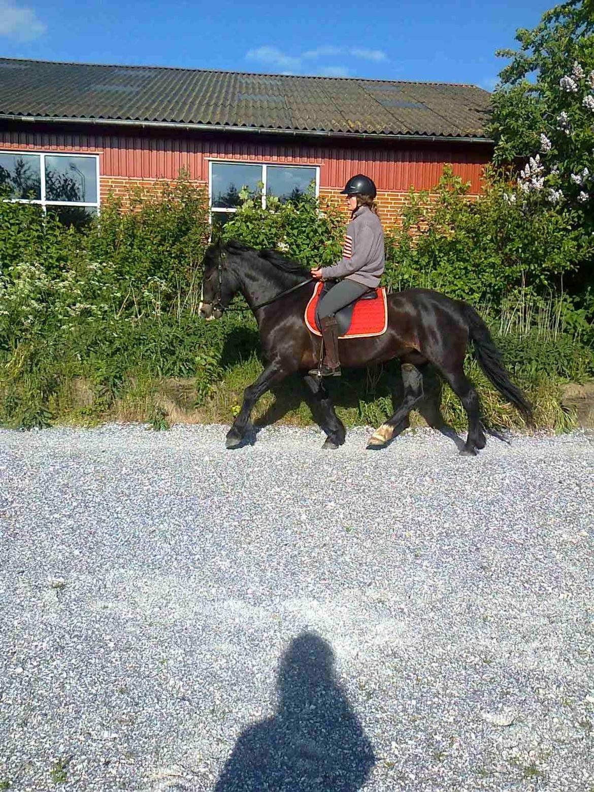 Koldblodstraver Bella - anden gang på bane hjemme :) <3 billede 2
