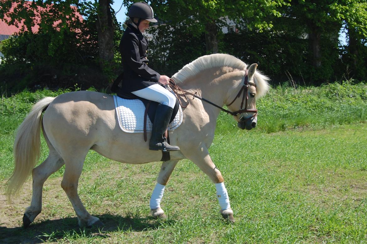 Fjordhest Røskva billede 12