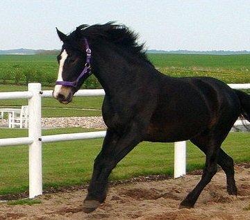 Koldblodstraver Bella - så smuk i Galop <3 billede 5