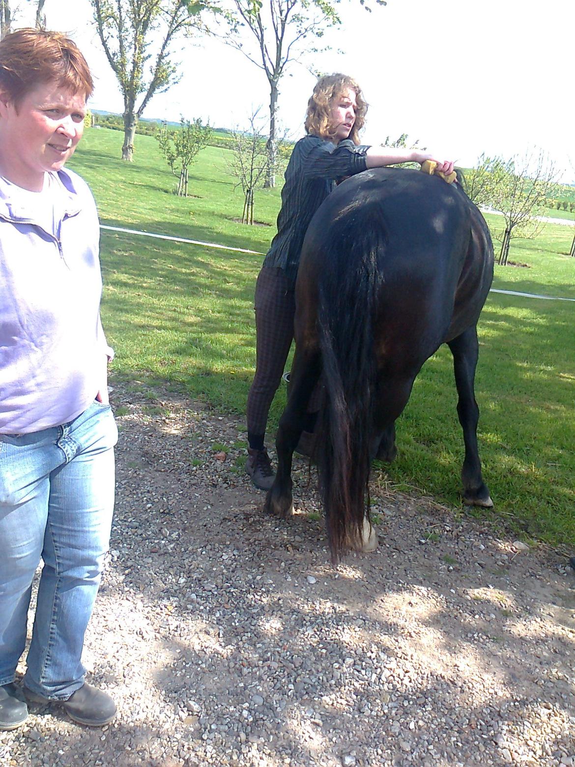 Koldblodstraver Bella - Smilla der bliver vasket efter ridetur <3 billede 6