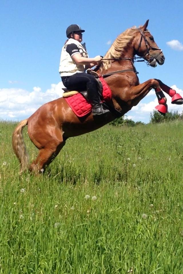 Anden særlig race Ellgaard's Buddy Butz billede 3