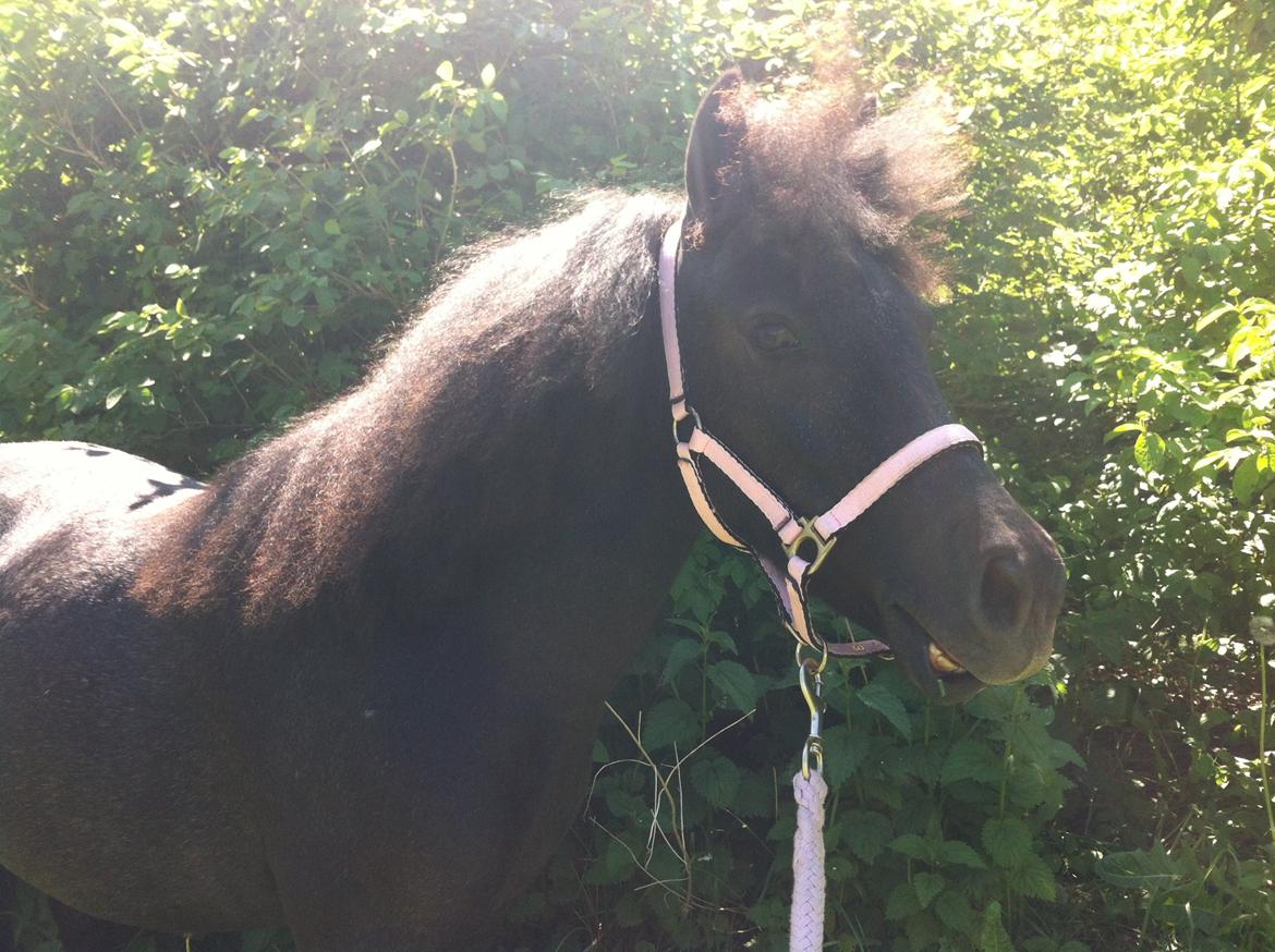 Anden særlig race Høgfeldt's Rapunsel<3 billede 15