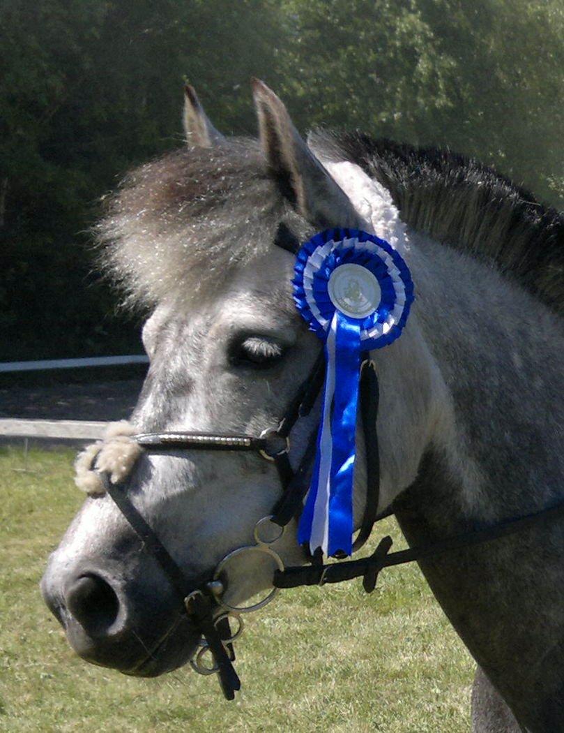 Anden særlig race Sugar - nr 2 ld hyllebjerg spring 2013 billede 1