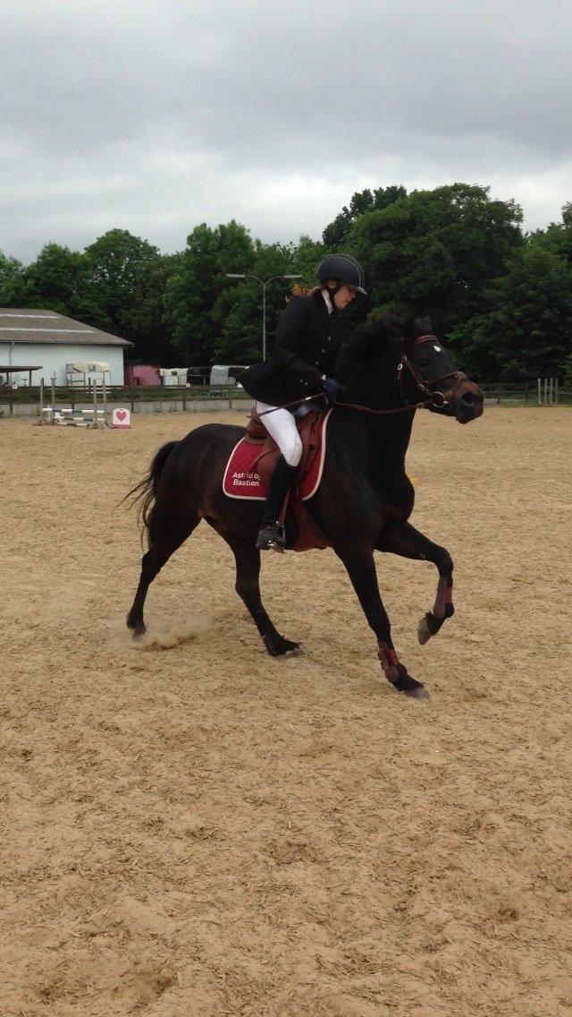 New Forest Løgtholt´s Bastian <3  - it takes a sekund to say "i love you" but a life time to show it !<3 billede 16