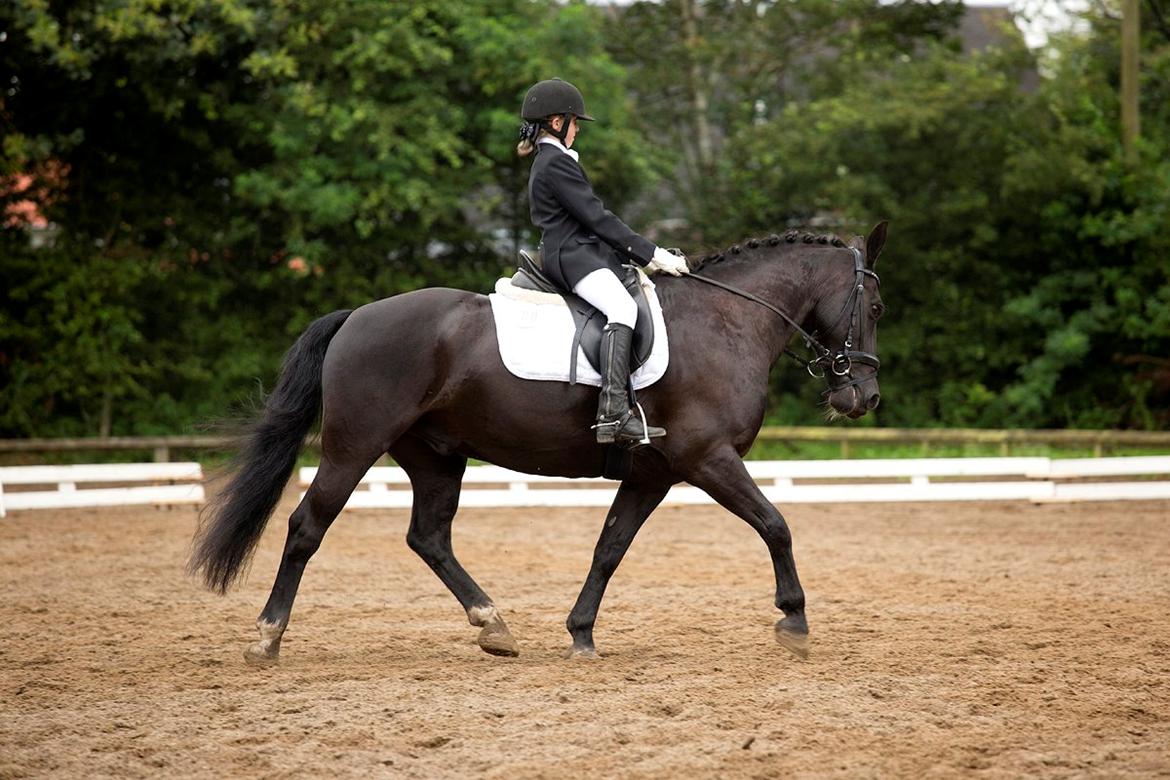 Anden særlig race Tyson billede 11