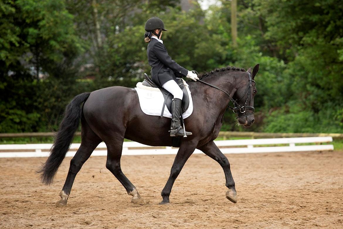 Anden særlig race Tyson billede 12