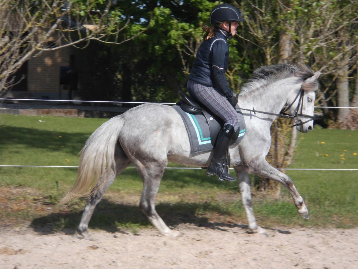 Welsh Partbred (Sec F) klintholms Miss Amy - lidt galop billede 1