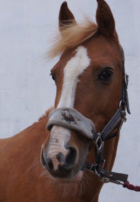 DSP Sunshine billede 17