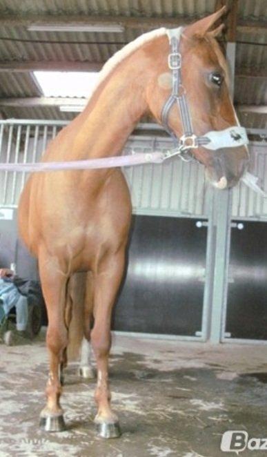 DSP Sunshine billede 1