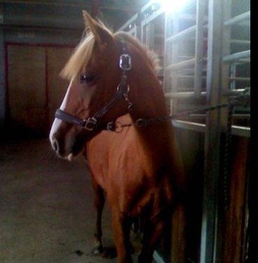 DSP Sunshine billede 3