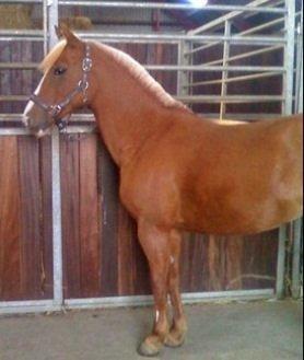 DSP Sunshine billede 5