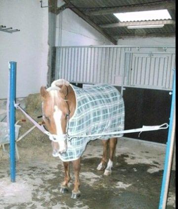 DSP Sunshine billede 6