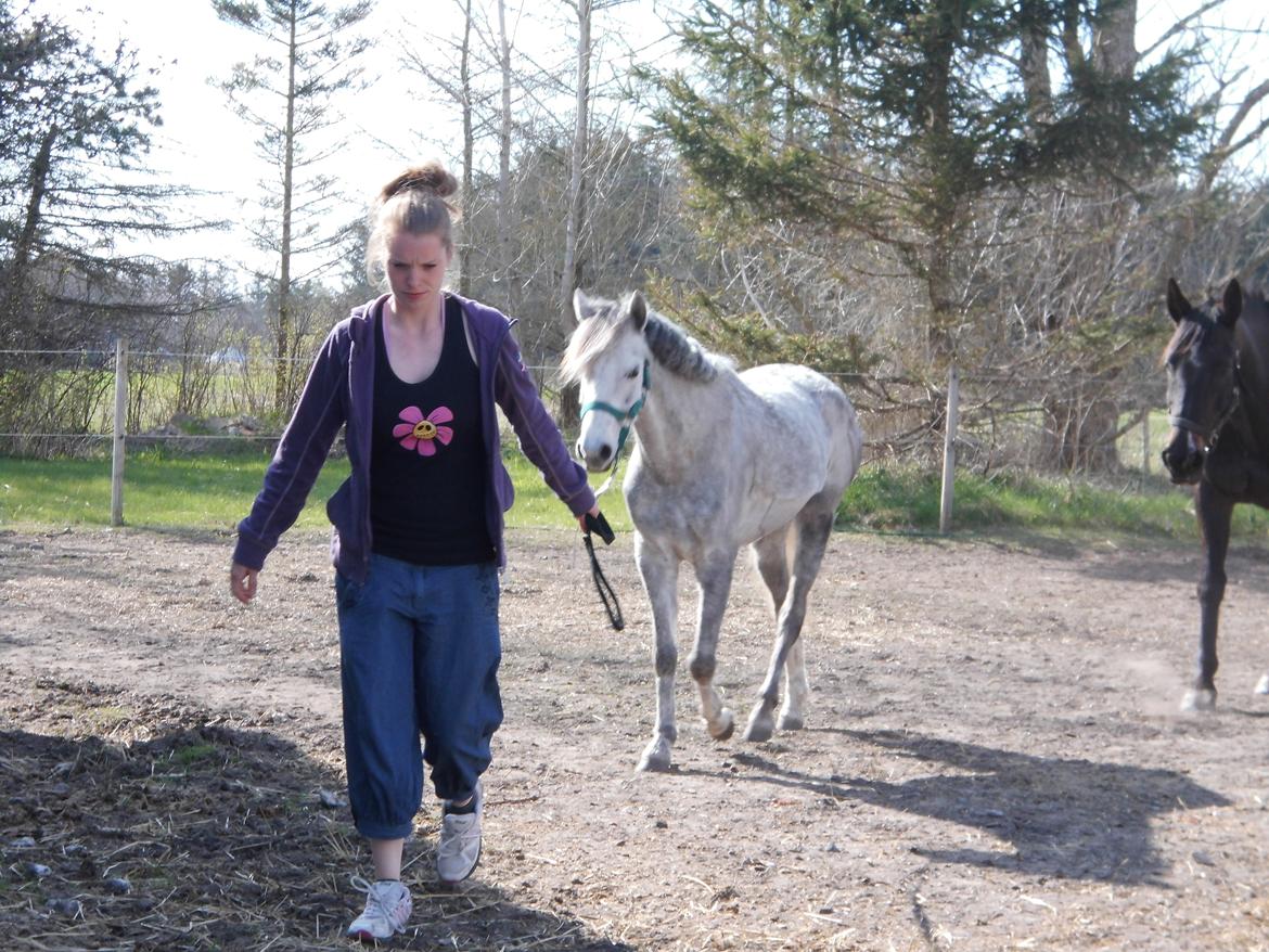 Welsh Partbred (Sec F) klintholms Miss Amy - Amy og hendes ejer Kristine billede 2