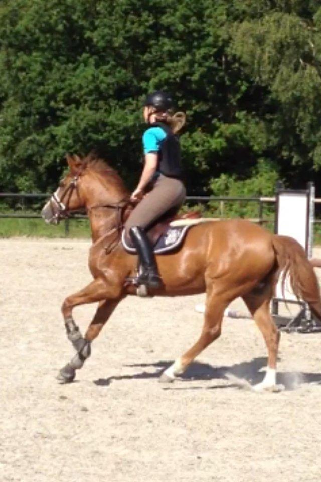 New Forest Taliena´s Thamara billede 1