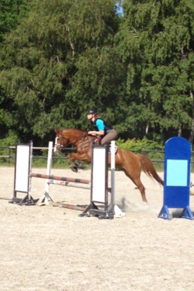 New Forest Taliena´s Thamara billede 5