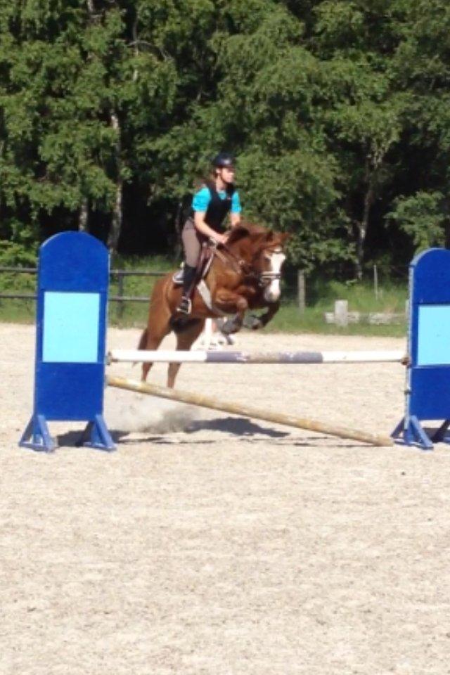 New Forest Taliena´s Thamara billede 2