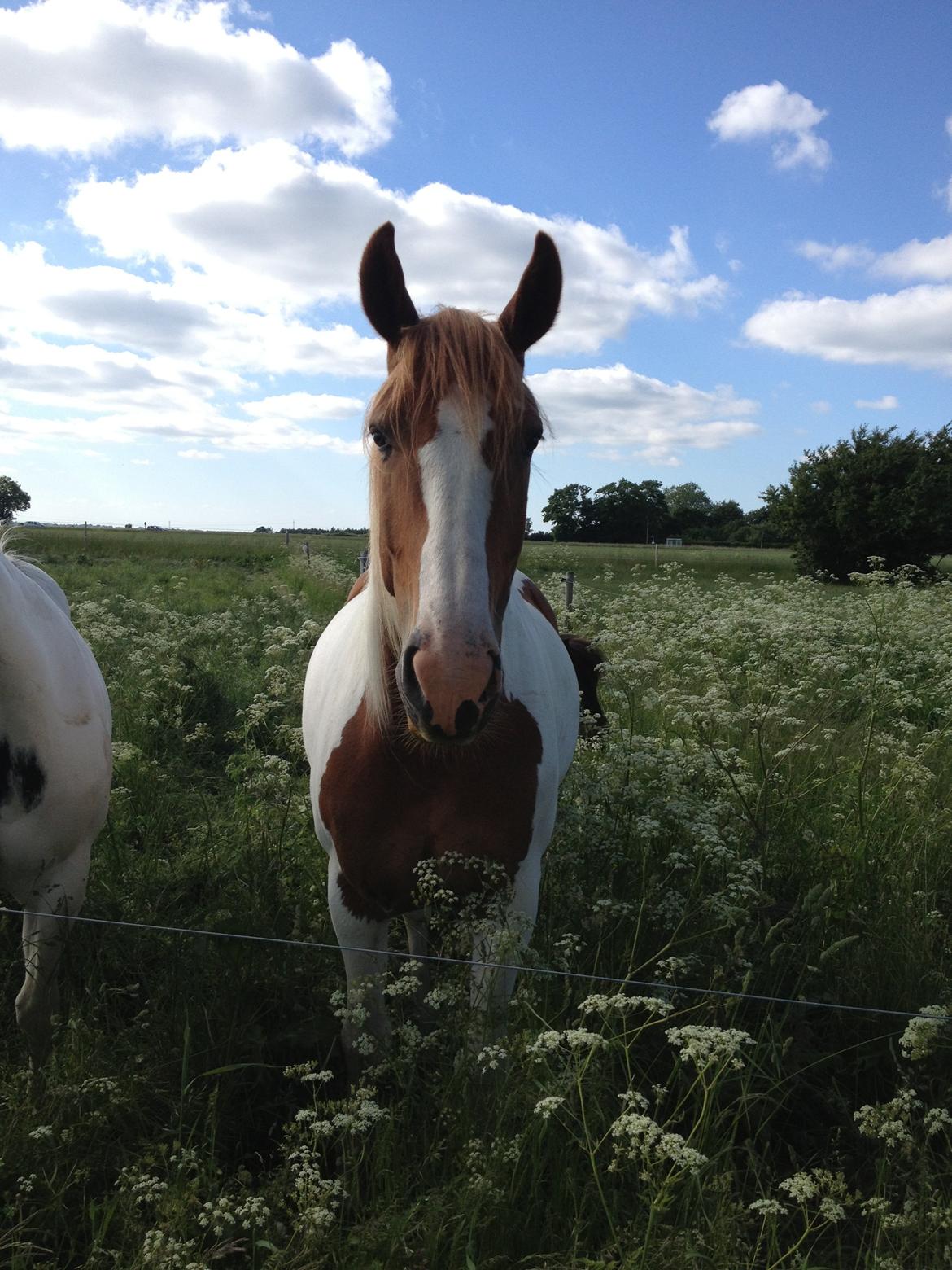 Anden særlig race Olivar - Solgt - Velkommen til den søde Olivars profil :-)  billede 1