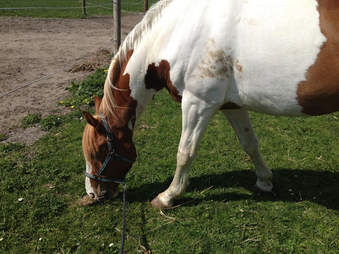 Anden særlig race Olivar - Solgt - Omnomnom  billede 14