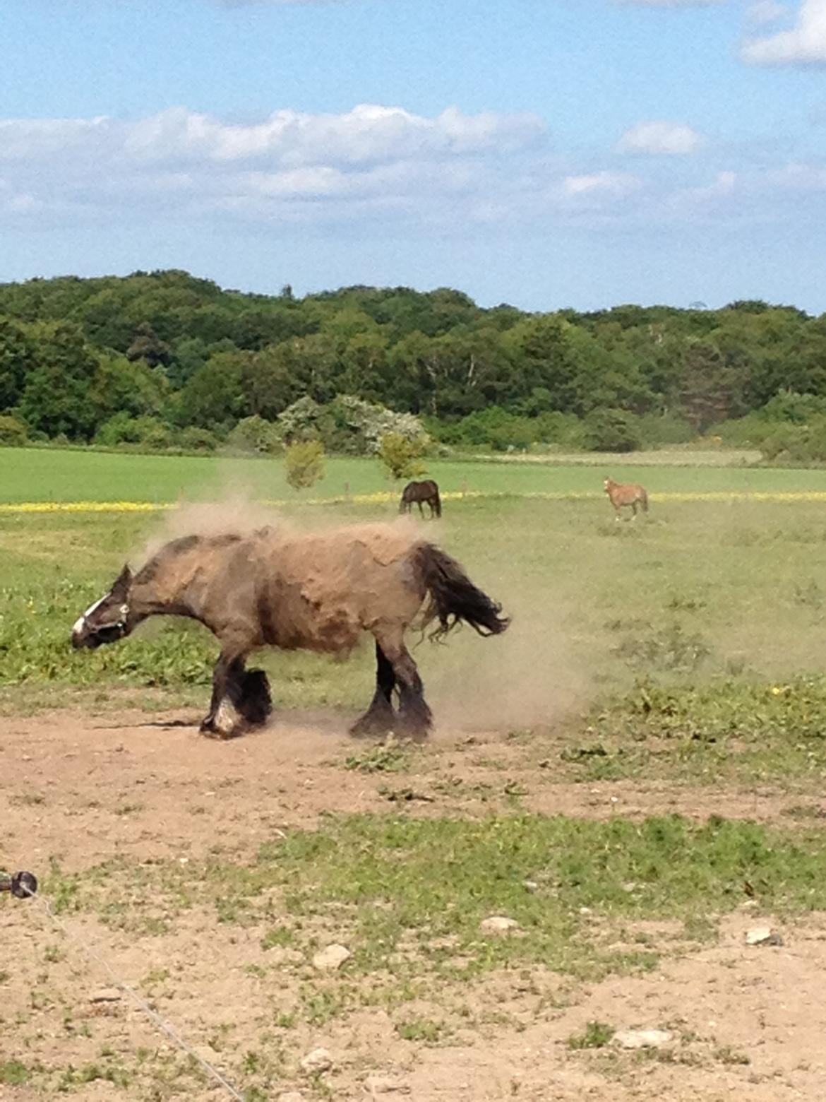 Irish Cob Himmelhest  Zafir billede 15