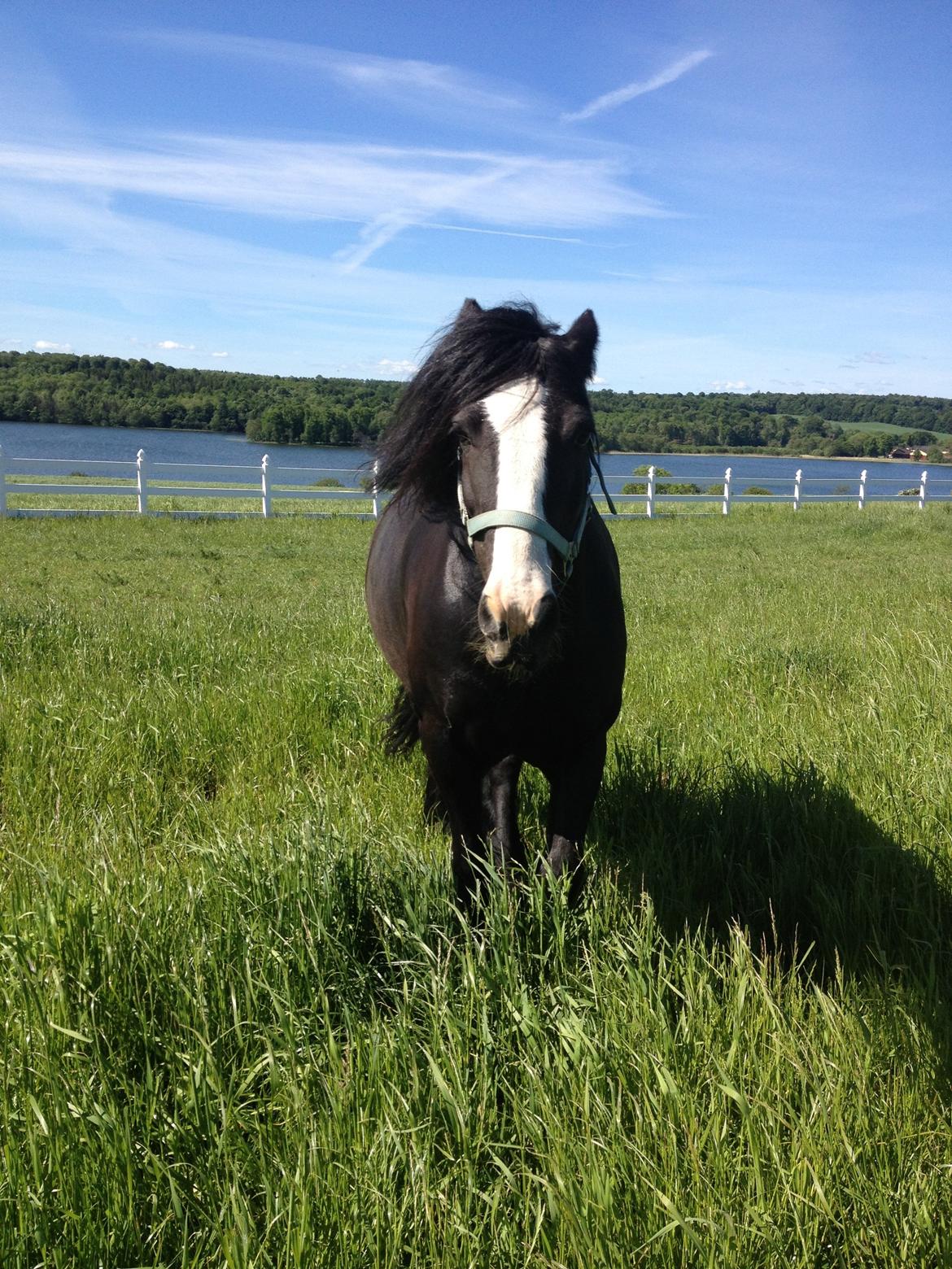 Irish Cob Himmelhest  Zafir billede 16