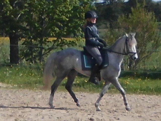 Welsh Partbred (Sec F) klintholms Miss Amy - lidt mere trav billede 4