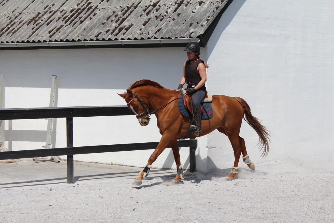 DSP Nørlunds Finette - Erstat frygten for det ukendte, med nysgerrighed billede 1