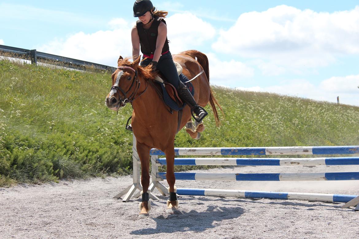 DSP Nørlunds Finette billede 2