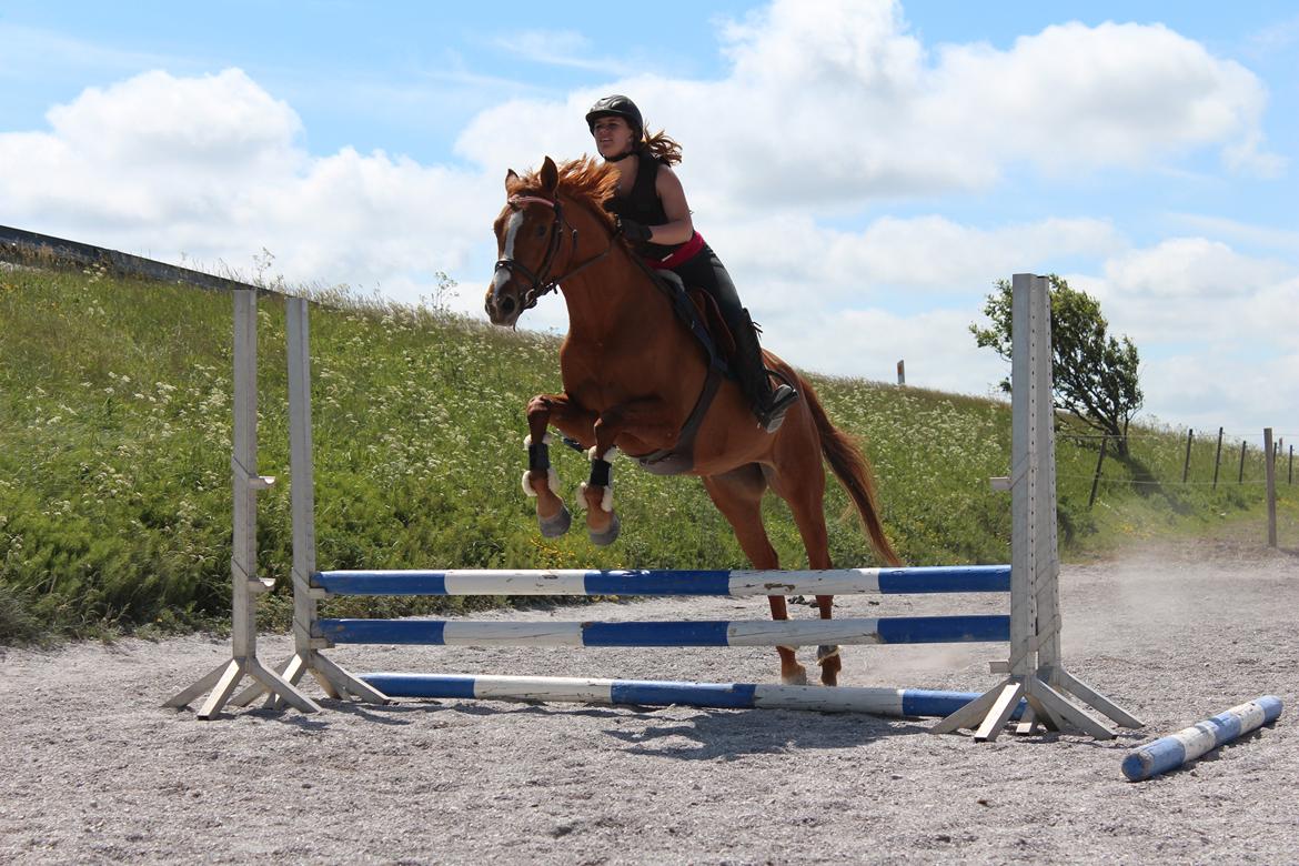 DSP Nørlunds Finette billede 3