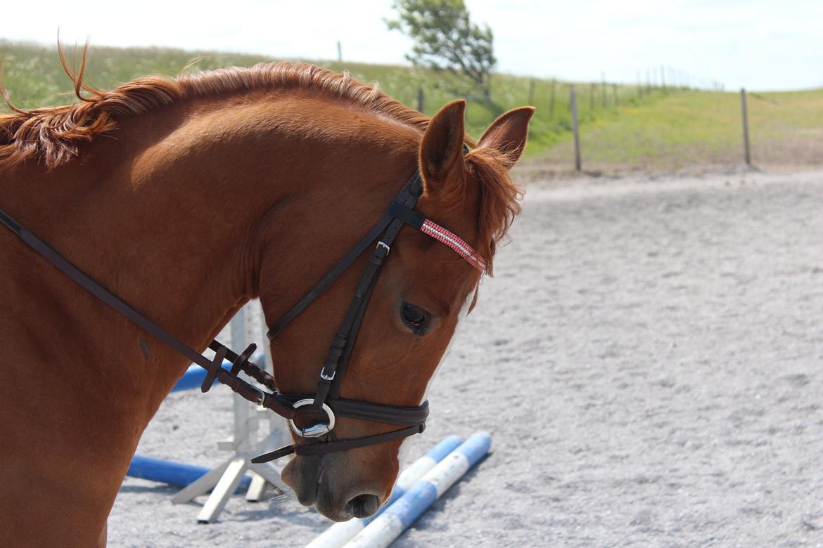 DSP Nørlunds Finette billede 4