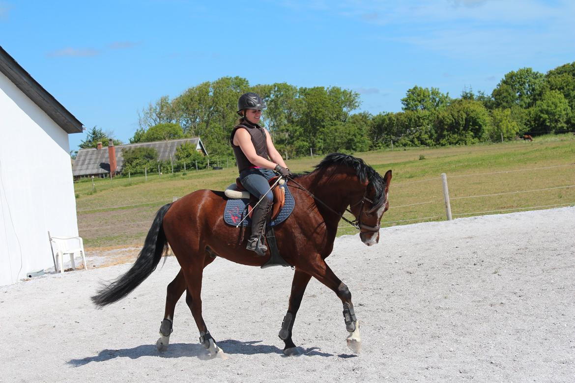 DSP Haahr`s Dumbledore billede 25