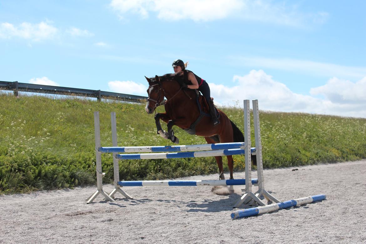 DSP Haahr`s Dumbledore - hver for sig er vi stærke men sammen kan vi vælte verden.. 110 uden problemer <3 billede 27