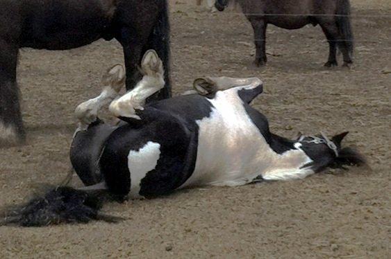 Anden særlig race Magnus <3 billede 5