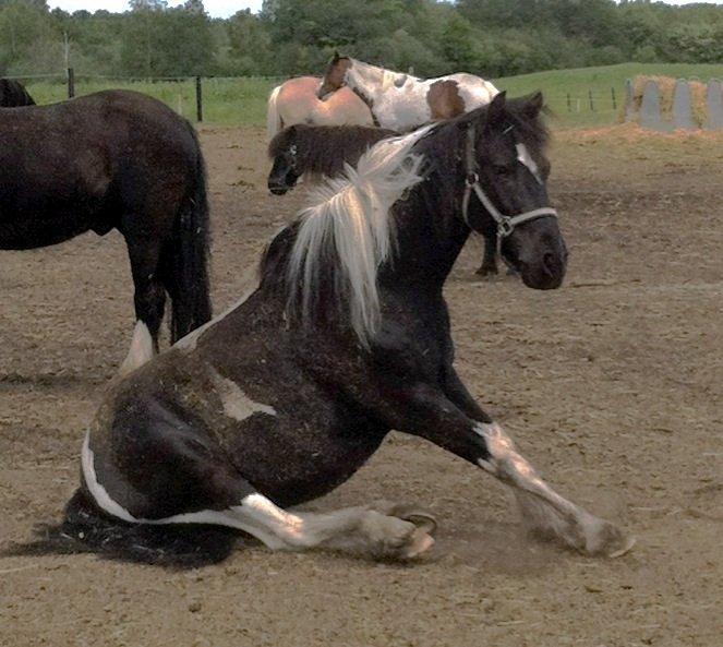 Anden særlig race Magnus <3 billede 6