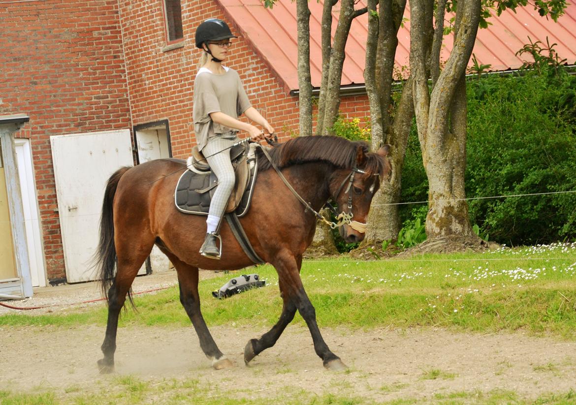 Anden særlig race Dick Tressey - træning billede 10