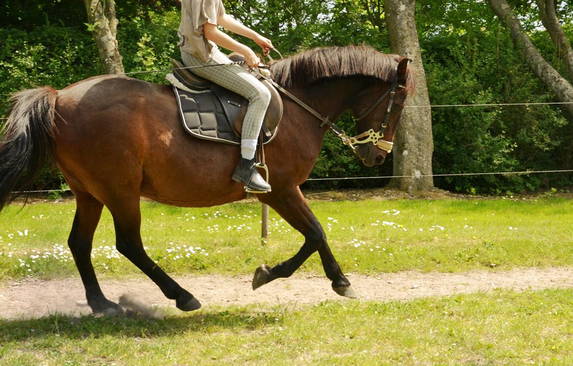 Anden særlig race Dick Tressey - træning billede 6