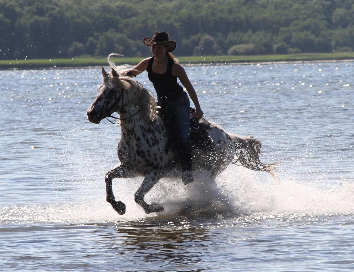 Appaloosa Collin-N - Velkommen til Collins profil :) billede 1