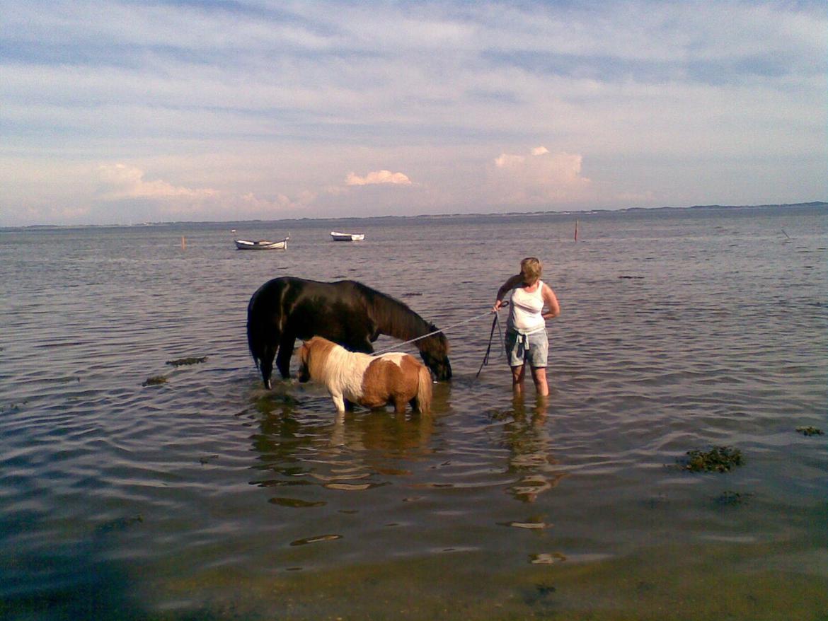 Shetlænder Tvebak - I vandet for første gang i år. billede 13