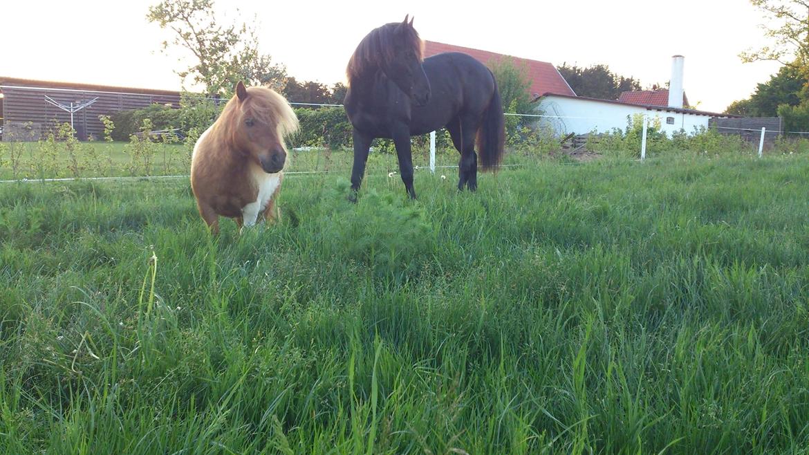 Shetlænder Tvebak billede 15