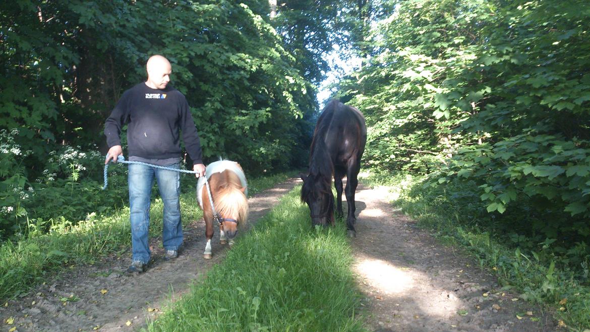 Shetlænder Tvebak billede 14