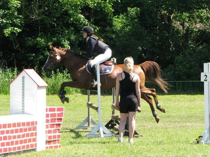 Irsk Sportspony Skywalker Merina - springponyen<3 billede 2